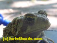 /home//u458753944/public_html/sourcegallery//Toads/P11/P1120596.JPG
