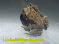 /home//u458753944/public_html/sourcegallery//Toads/P11/P1120616.JPG