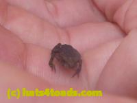 /home//u458753944/public_html/sourcegallery//Toads/P11/P1120673.JPG