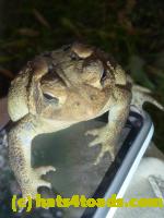 /home//u458753944/public_html/sourcegallery//Toads/P11/P1120691.JPG