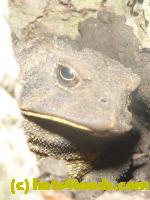 /home//u458753944/public_html/sourcegallery//Toads/P11/P1120695.JPG