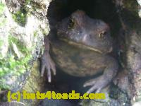 /home//u458753944/public_html/sourcegallery//Toads/P11/P1120702.JPG