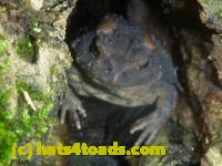 /home//u458753944/public_html/sourcegallery//Toads/P11/P1120703.JPG