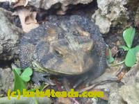 /home//u458753944/public_html/sourcegallery//Toads/P11/P1120723.JPG