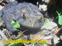 /home//u458753944/public_html/sourcegallery//Toads/P11/P1120726.JPG