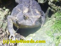 /home//u458753944/public_html/sourcegallery//Toads/P11/P1120727.JPG