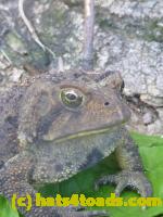 /home//u458753944/public_html/sourcegallery//Toads/P11/P1120752.JPG