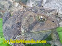 /home//u458753944/public_html/sourcegallery//Toads/P11/P1120753.JPG