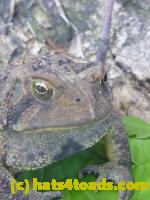 /home//u458753944/public_html/sourcegallery//Toads/P11/P1120754.JPG