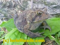 /home//u458753944/public_html/sourcegallery//Toads/P11/P1120757.JPG