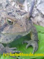 /home//u458753944/public_html/sourcegallery//Toads/P11/P1120758.JPG