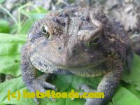 /home//u458753944/public_html/sourcegallery//Toads/P11/P1120761.JPG