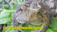 /home//u458753944/public_html/sourcegallery//Toads/P11/P1120762.JPG
