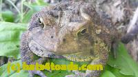 /home//u458753944/public_html/sourcegallery//Toads/P11/P1120763.JPG