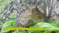 /home//u458753944/public_html/sourcegallery//Toads/P11/P1120764.JPG