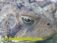 /home//u458753944/public_html/sourcegallery//Toads/P11/P1120768.JPG