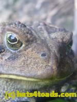 /home//u458753944/public_html/sourcegallery//Toads/P11/P1120769.JPG