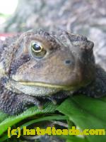 /home//u458753944/public_html/sourcegallery//Toads/P11/P1120771.JPG
