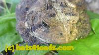 /home//u458753944/public_html/sourcegallery//Toads/P11/P1120772.JPG