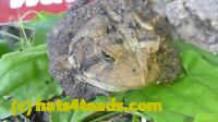 /home//u458753944/public_html/sourcegallery//Toads/P11/P1120773.JPG
