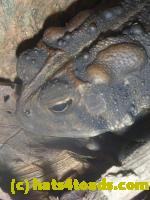 /home//u458753944/public_html/sourcegallery//Toads/P11/P1120790.JPG