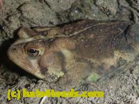 /home//u458753944/public_html/sourcegallery//Toads/P11/P1120791.JPG