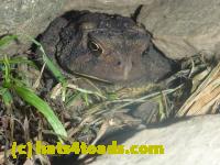 /home//u458753944/public_html/sourcegallery//Toads/P11/P1120916.JPG