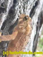 /home//u458753944/public_html/sourcegallery//Toads/P11/P1130387.jpg