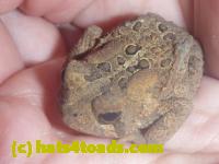 /home//u458753944/public_html/sourcegallery//Toads/P11/P1160608.JPG