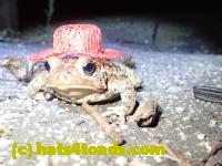 /home//u458753944/public_html/sourcegallery//Toads/P40/P4050388.JPG