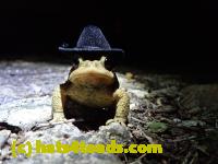 /home//u458753944/public_html/sourcegallery//Toads/P40/P4080399.JPG