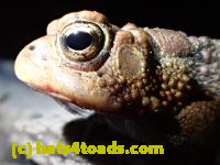 /home//u458753944/public_html/sourcegallery//Toads/P41/P4110050.JPG