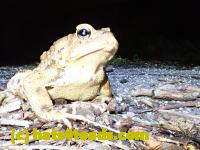 /home//u458753944/public_html/sourcegallery//Toads/P41/P4130407.JPG