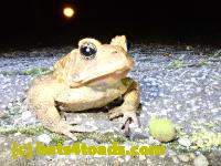 /home//u458753944/public_html/sourcegallery//Toads/P41/P4130409.JPG