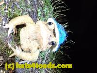 /home//u458753944/public_html/sourcegallery//Toads/P41/P4130419.JPG