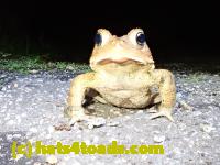 /home//u458753944/public_html/sourcegallery//Toads/P41/P4130421.JPG