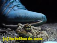 /home//u458753944/public_html/sourcegallery//Toads/P41/P4150655.JPG