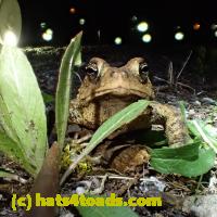 /home//u458753944/public_html/sourcegallery//Toads/P41/P4180380.JPG