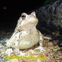 /home//u458753944/public_html/sourcegallery//Toads/P51/P5100424.JPG