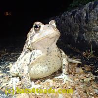 /home//u458753944/public_html/sourcegallery//Toads/P51/P5100425.JPG
