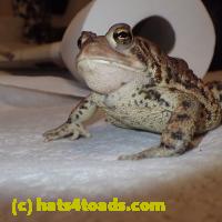 /home//u458753944/public_html/sourcegallery//Toads/P51/P5100428.JPG