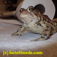 /home//u458753944/public_html/sourcegallery//Toads/P51/P5100429.JPG