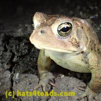 /home//u458753944/public_html/sourcegallery//Toads/P52/P5250035.JPG