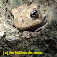 /home//u458753944/public_html/sourcegallery//Toads/P52/P5260542.JPG