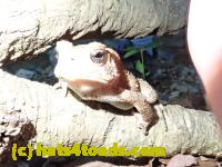 /home//u458753944/public_html/sourcegallery//Toads/P52/P5270503.JPG