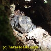 /home//u458753944/public_html/sourcegallery//Toads/P60/P6040657.JPG