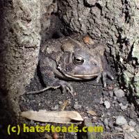 /home//u458753944/public_html/sourcegallery//Toads/P60/P6090695.JPG