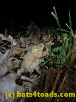 /home//u458753944/public_html/sourcegallery//Toads/P80/P8030991.JPG