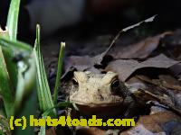/home//u458753944/public_html/sourcegallery//Toads/P80/P8030993.JPG