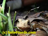 /home//u458753944/public_html/sourcegallery//Toads/P80/P8030995.JPG